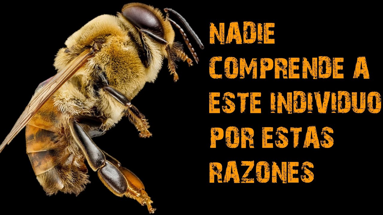 LA DIFICIL TAREA DE UNA ABEJA ZANGANO DOCUMENTAL, que hacen los zanganos en la colmena | 