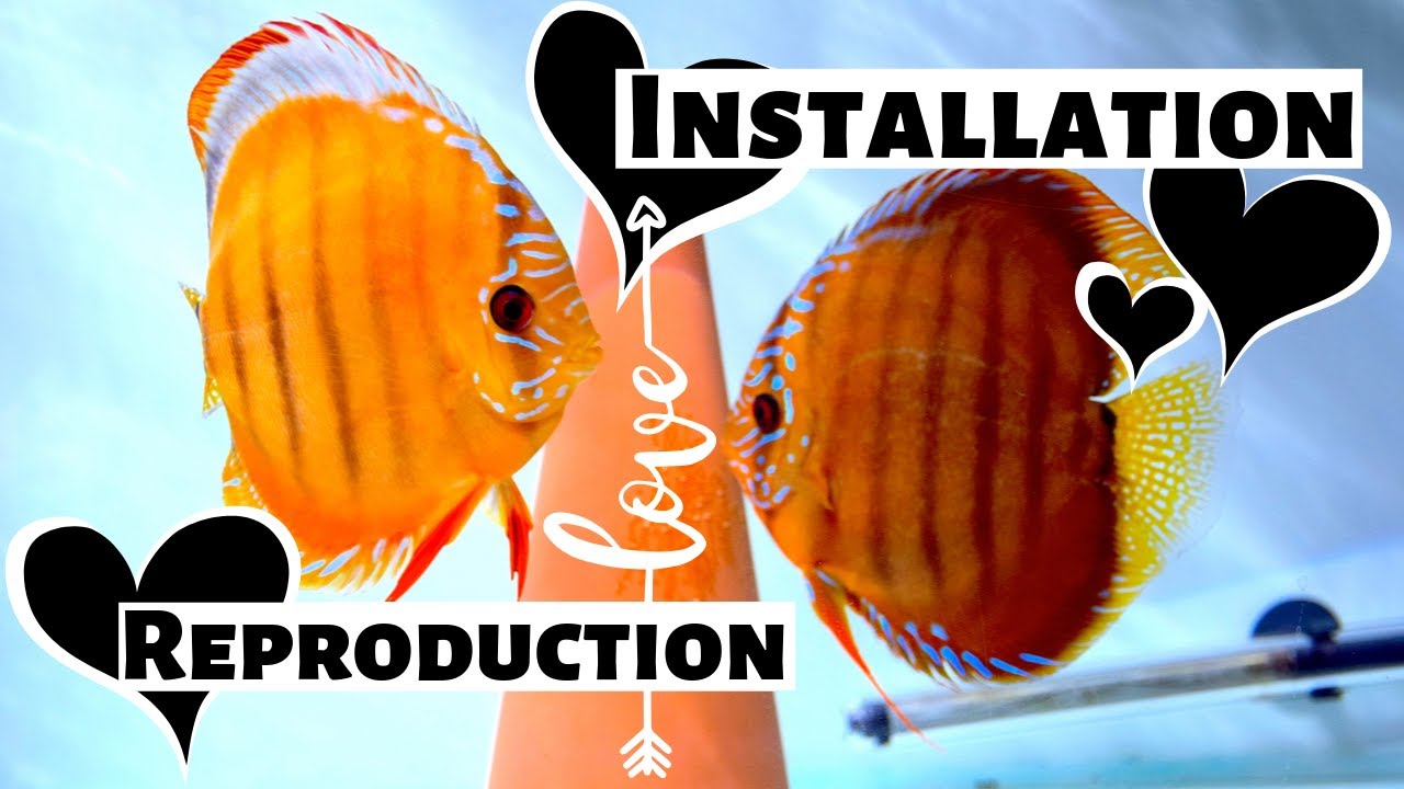 INSTALLER un AQUARIUM de REPRODUCTION pour DISCUS