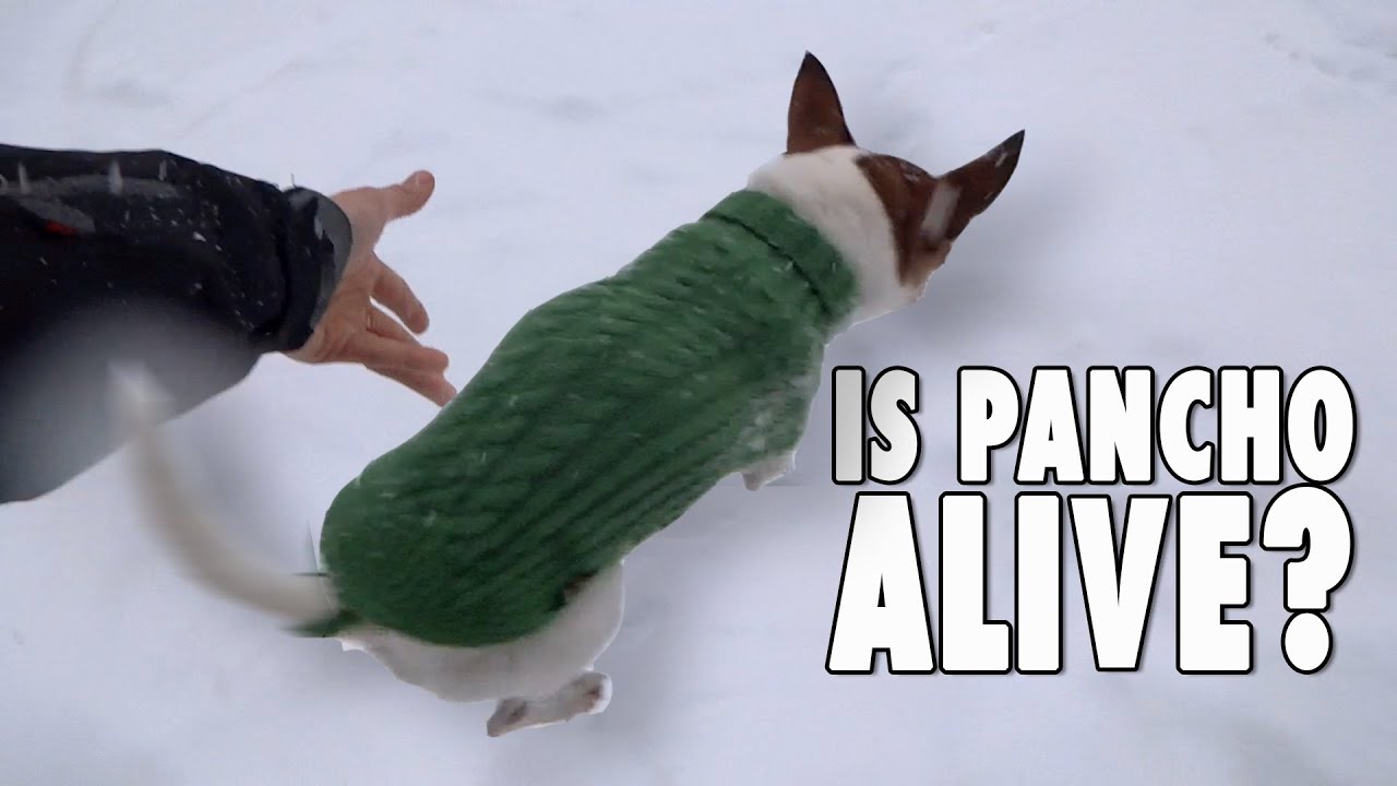 Is Pancho alive? Why chihuahuas don't run in the snow - The making of