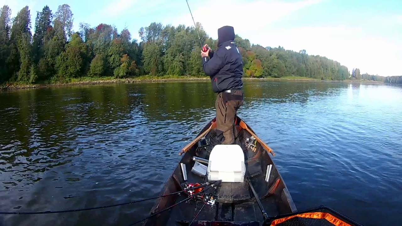 Kokemäenjoki 7,1kg 93cm Meritaimen(?) Soutu Nakkilankosket J -king fishing team