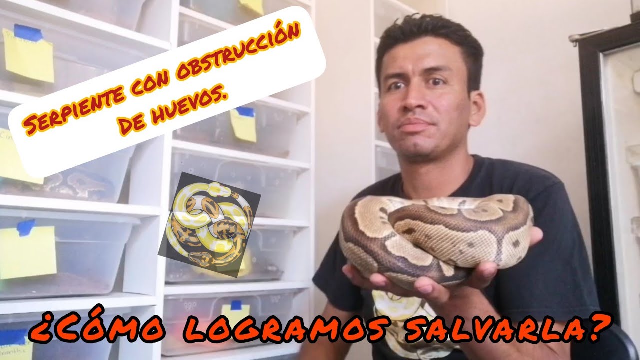 Distocia en serpiente pitón bola