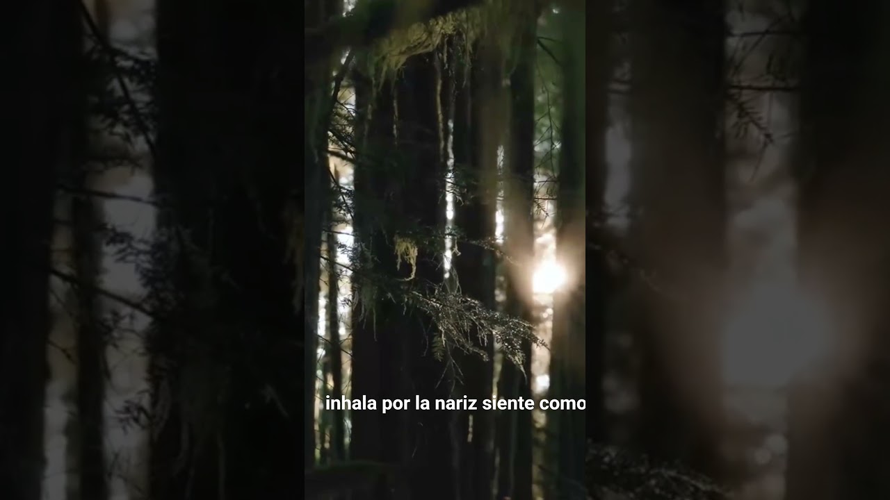 Un viaje haciab El bosque #descanso #videosparadormir #relaxing #relajacion