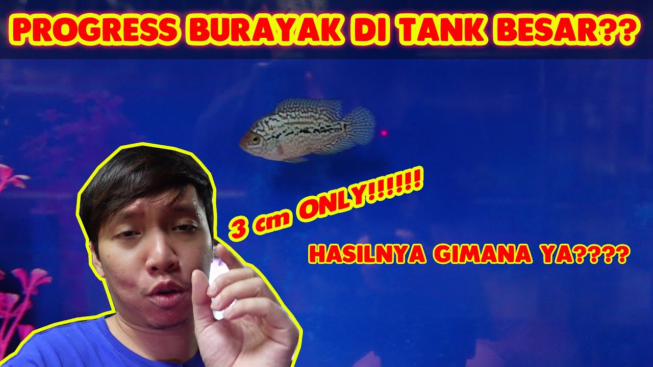 PROGRESS BURAYAK KAMFA F2 DI TANK BESAR !! HASILNYA GIMANA YA??