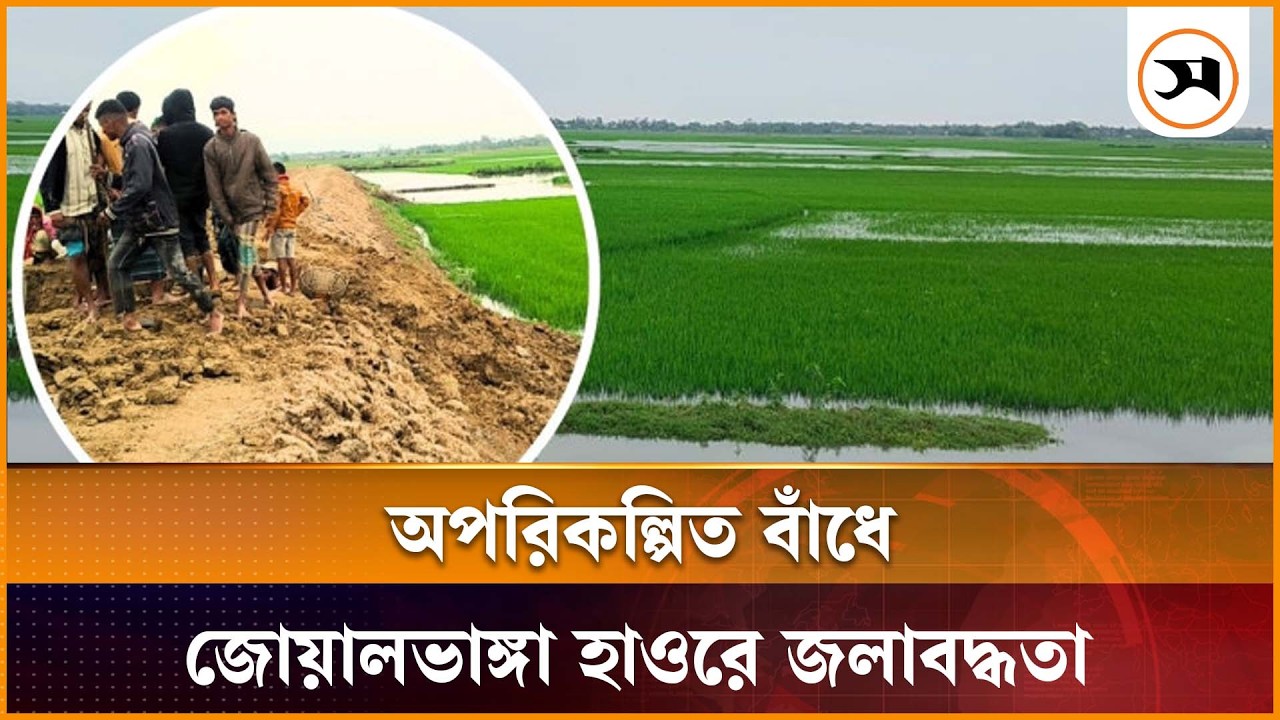 সুনামগঞ্জের জোয়ালভাঙ্গা হাওরের শত শত একর জমি পানির নিচে | Sunamganj | CropDamage | Samakal News