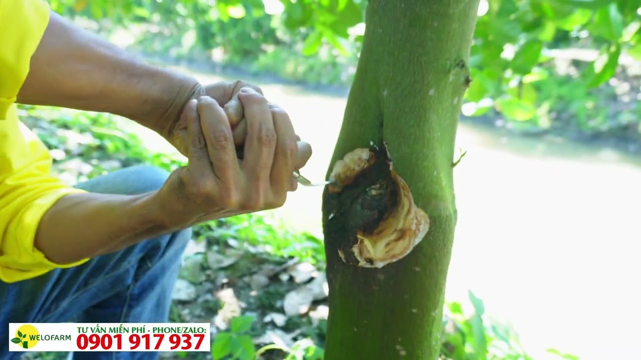 Cách điều trị nấm hồng trên mít