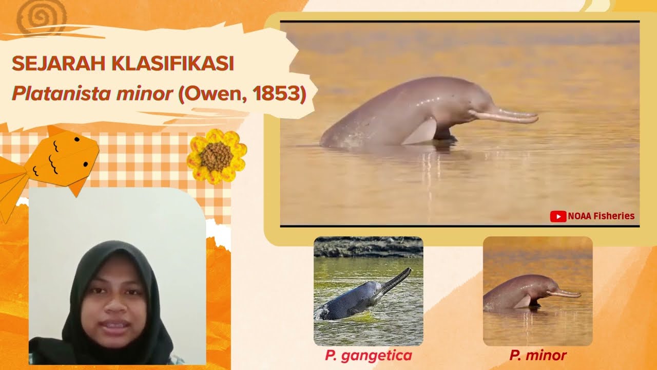 [CASE BASED LEARNING SISTEMATIKA HEWAN 1] STUDI TAKSONOMI PADA PLATANISTA MINOR (OWEN, 1853)