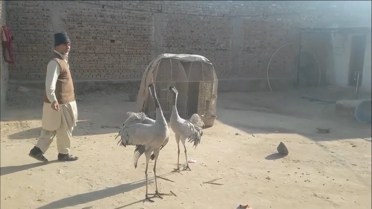 Common crane sounds || Crane birds sound