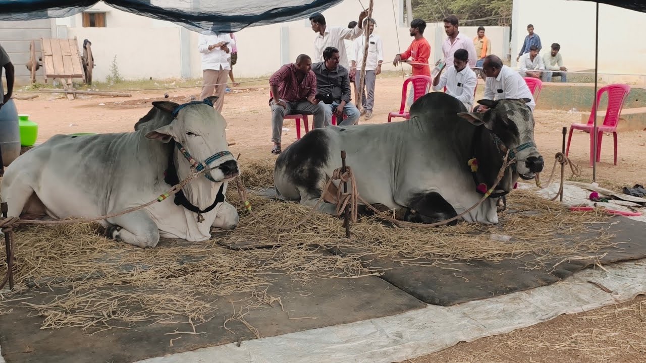 ఉత్తనూర్ గ్రామంలో సీనియర్స్ విభాగం వచ్చిన జతMCOR BULLS మార్తాల చంద్రఓబుల్ రెడ్డి గారి గిత్తలు