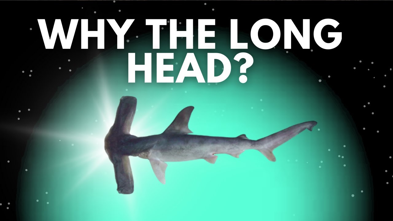Why Does the Winghead Shark Have Such a Long Head?