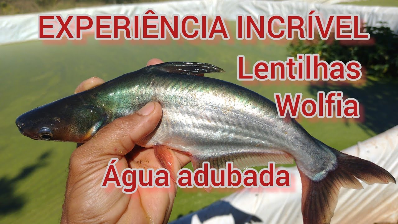PEIXE PANGASSIUS "PANGA "INCRÍVEL RESULTADO COM AS PLANTAS , WOLFIA E LENTILHAS ,E COM  AGUA POLUÍDA