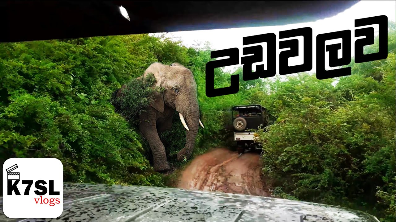 Udawalawa Safari Sri Lanka | අපේ උඩවලව සෆාරියේ හොඳම ටික