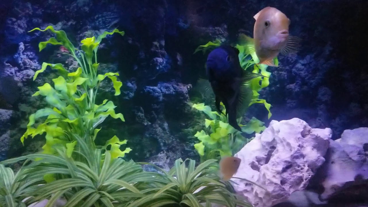 Severum cichlids and friends. Our 125g