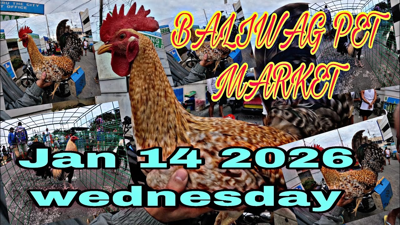 Baliwag pet market , Jan 14 2026 wednesday .