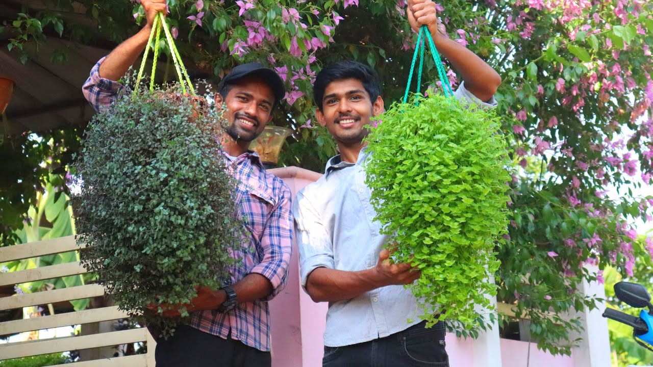 Fast growing hanging plants| Beautiful cascading plants in malayalam
