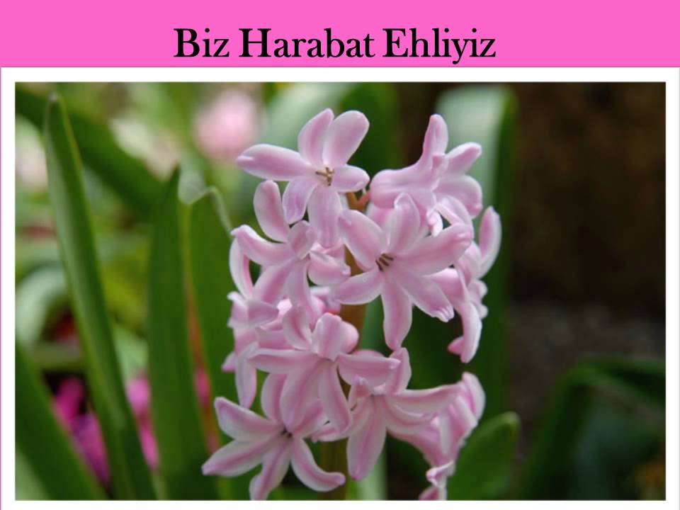 Biz Harabat Ehliyiz