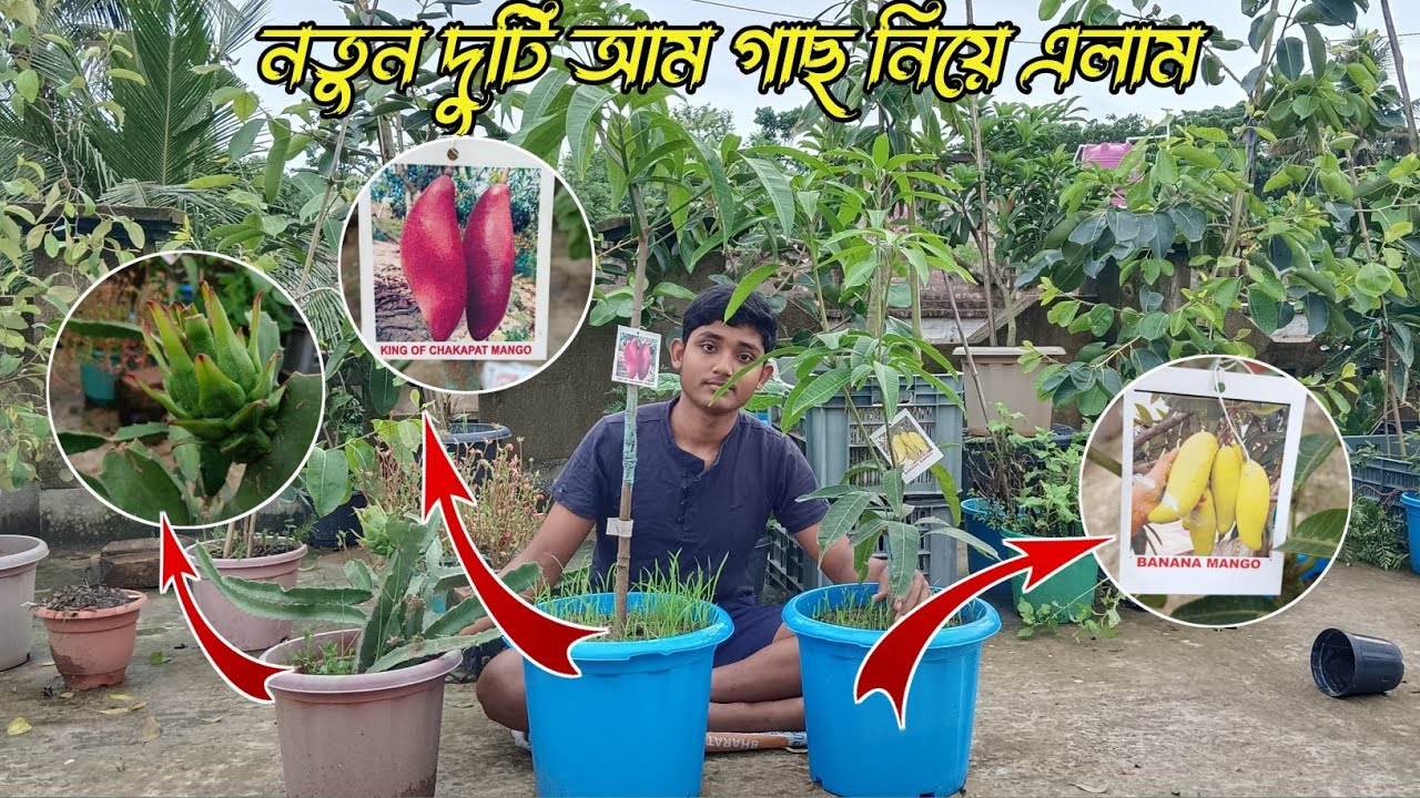 নতুন দুটি আম গাছ নিয়ে এলাম || ড্রাগন গাছের ফল এলো || #biswajitmirdavlogs #mangotree