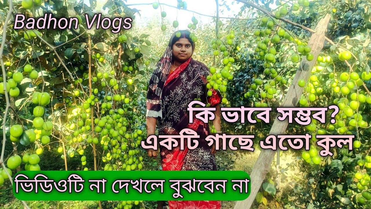 একটি গাছে এত কুল,, কিভাবে সম্ভব ভিডিওটি না দেখলে বুঝবেন না #কুলবাগান #fouryou #viralvideo #vlogs