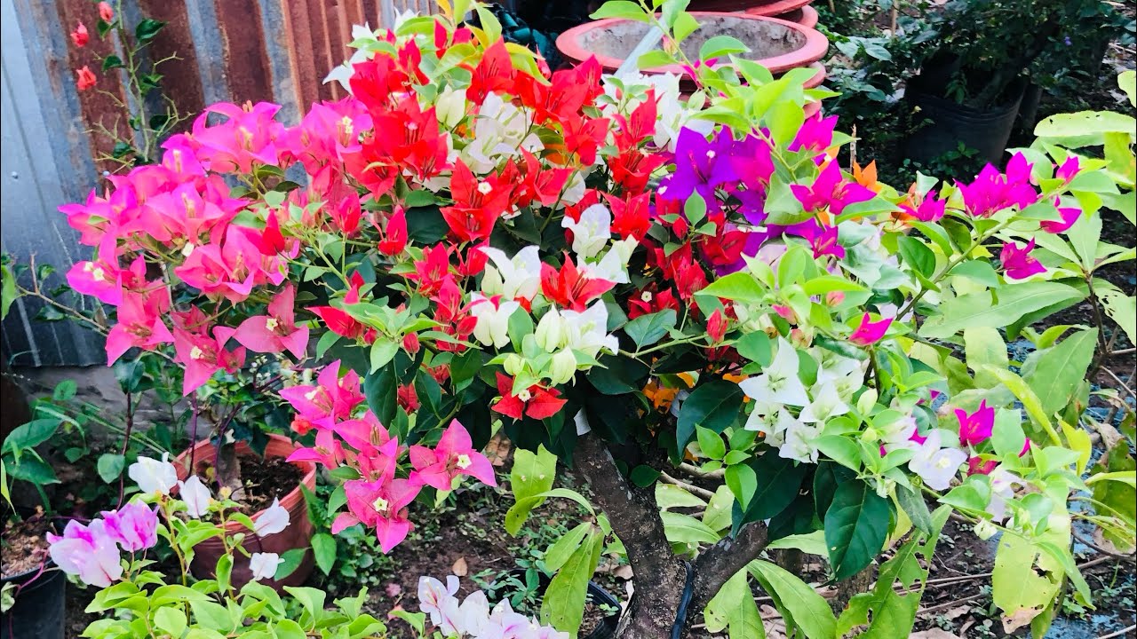 Mùng 2 Tết - Hoa kiểng Hảo Lê 0388711239 Giao lưu hoa giấy nguyên bản 4 cây tặng 1