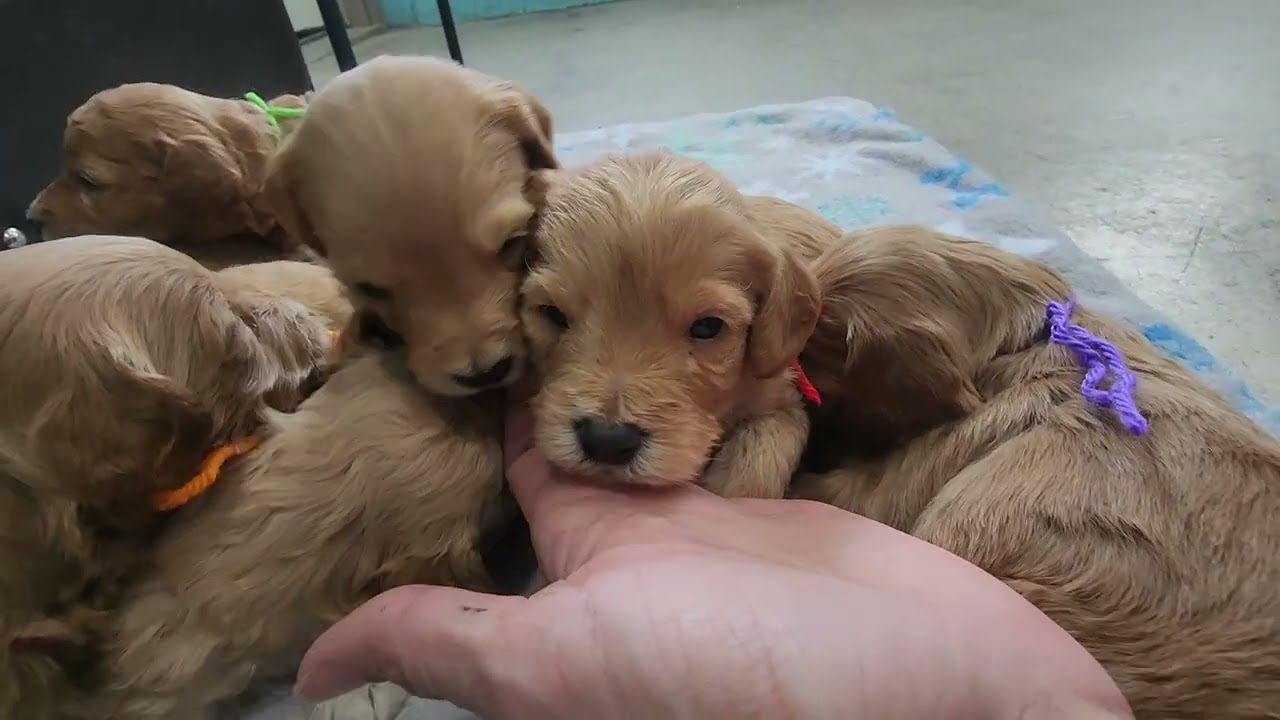 Angel & Rufus-3 weeks old