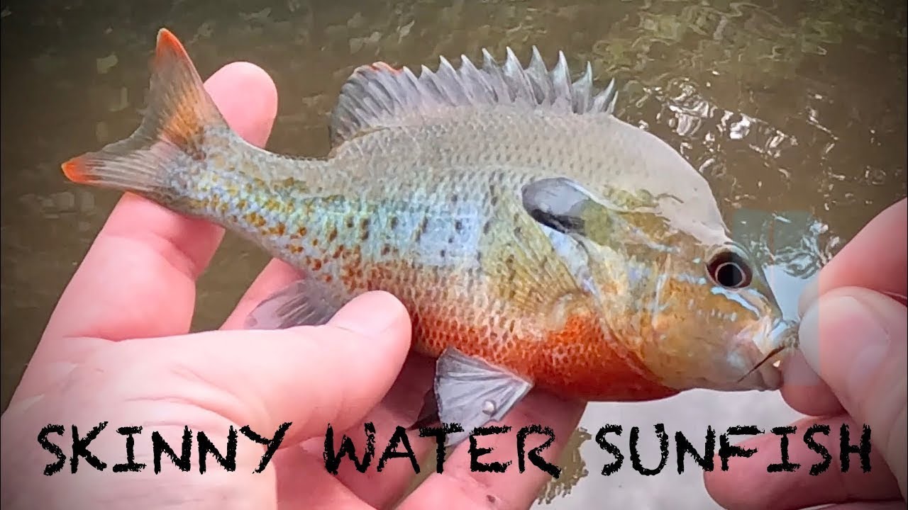 THROWING FLIES for SKINNY WATER SUNFISH! 