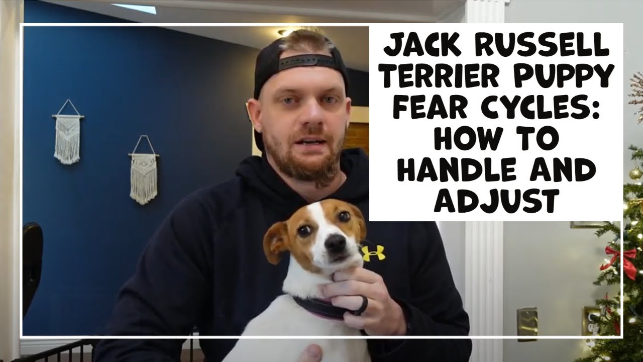 Jack Russell Terrier Puppy Fear Cycles: How To Handle Your New Dog's Fear Periods and Stages