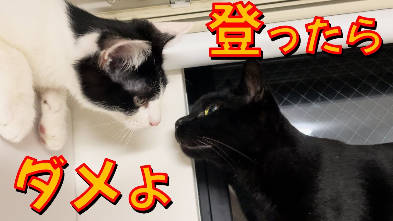 【家中を登る猫】エアコン、カーテン&hellip;頼むから登るのやめろ！