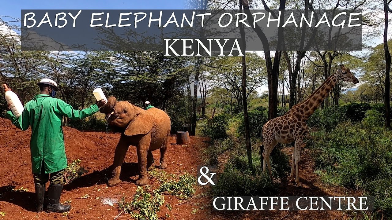 Now or Never: Exploring Elephant Orphanage and Giraffe Center in Nairobi, Kenya
