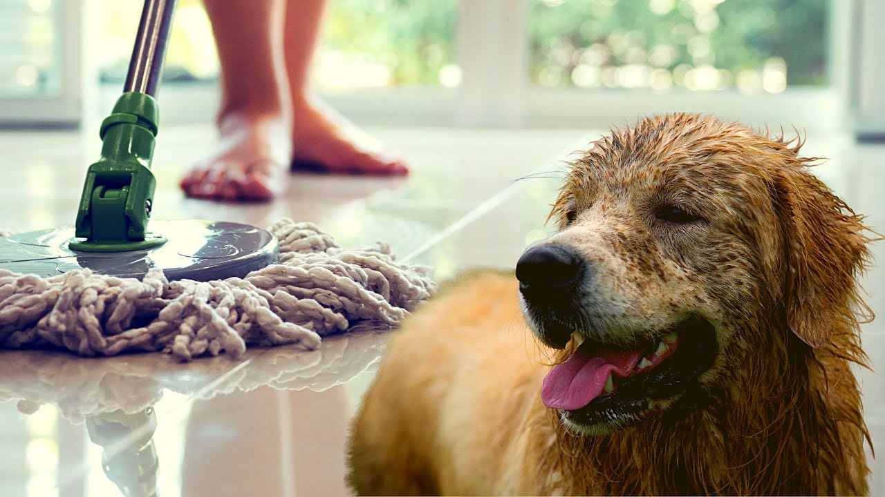 Easy DIY Dog Friendly Floor Cleaner