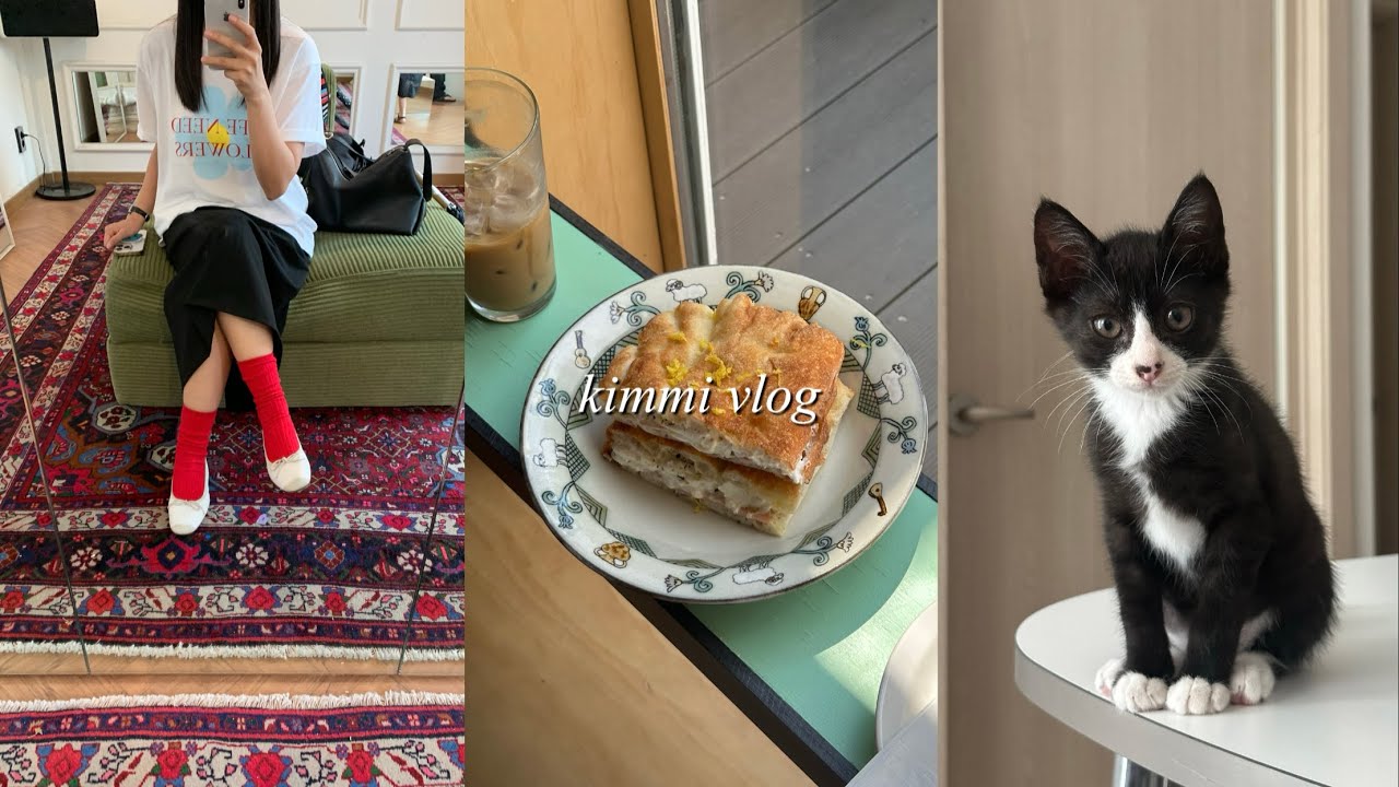 여름 그리고 고양이 | 고양이 임시보호 5:57 부터..., 시엔느, 아쎄르, 아모멘토, 흐꺙