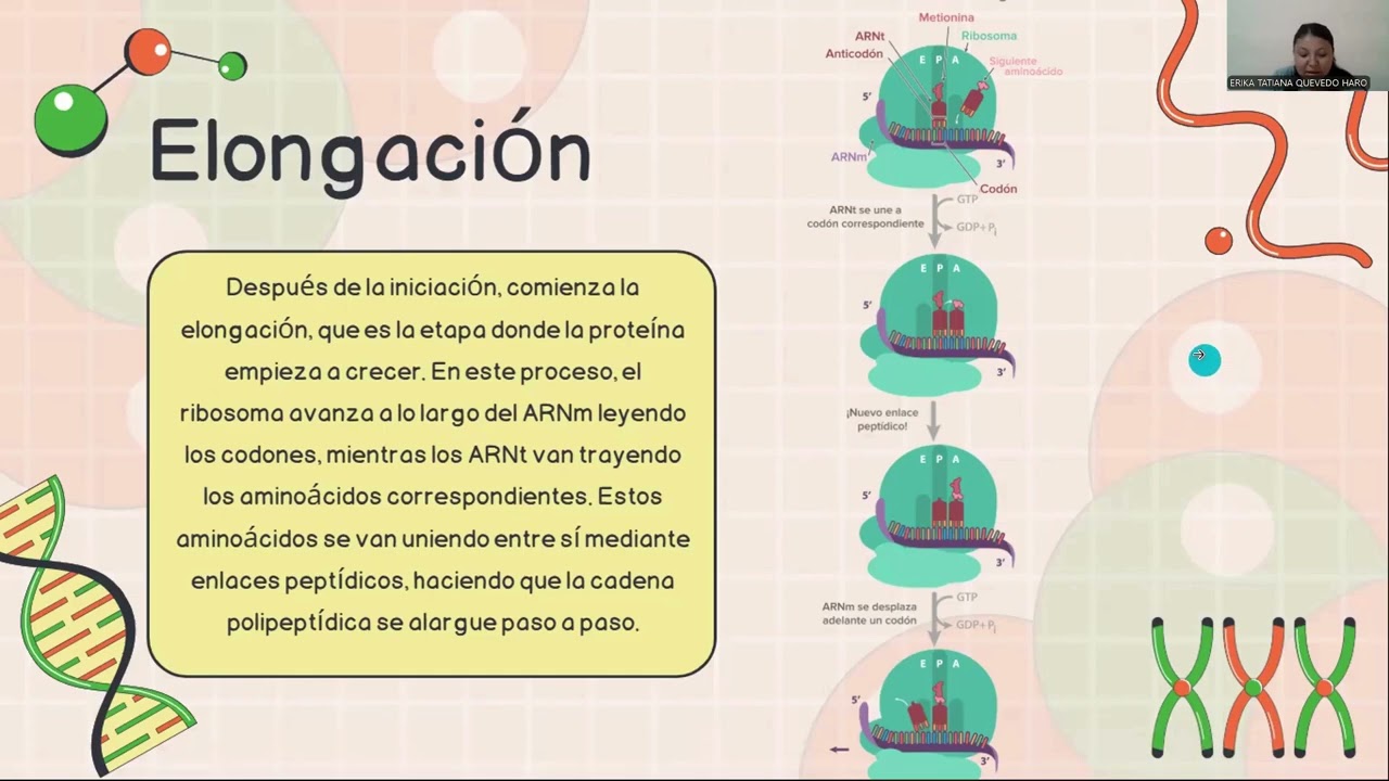 Traducción del ADN 