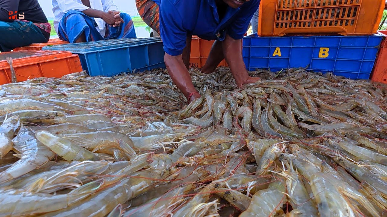 "Proven to Boost Vannamei Shrimp Farm Revenue" Terbukti Mendongkrak Pendapatan Tambak Udang..!