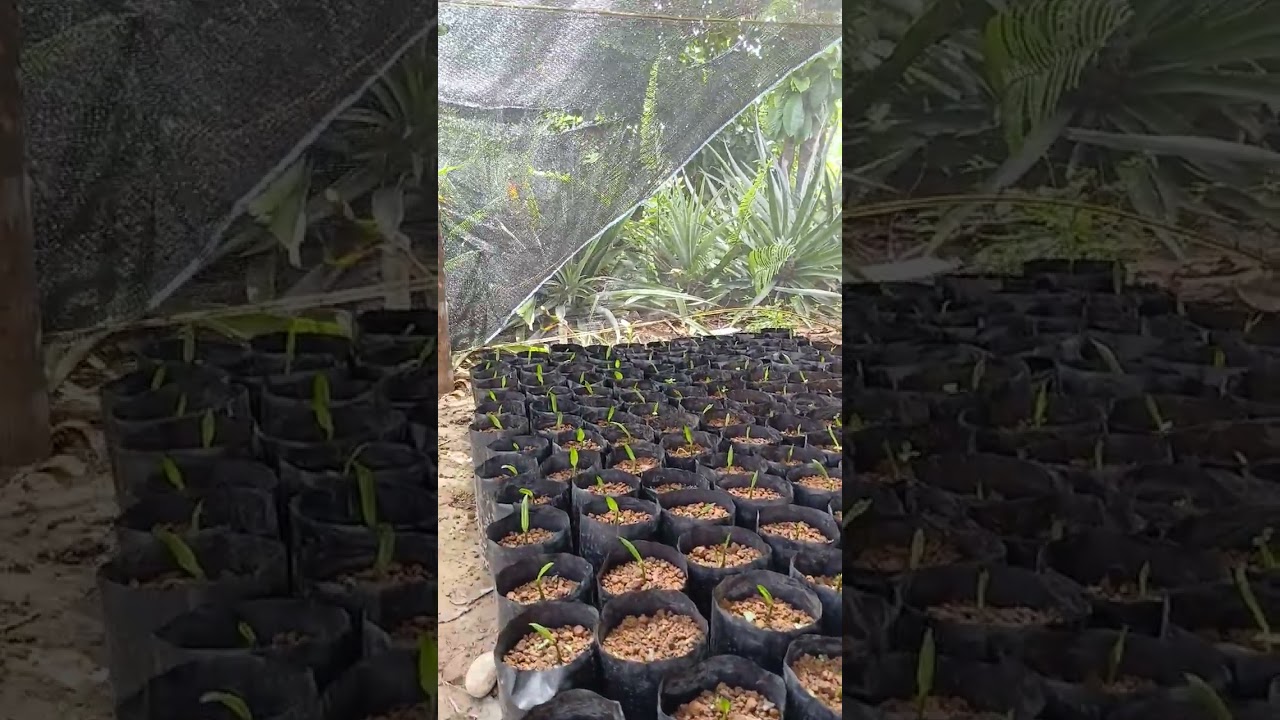 Bibit usia kurang dari sebulan belum dikasih Pupuk