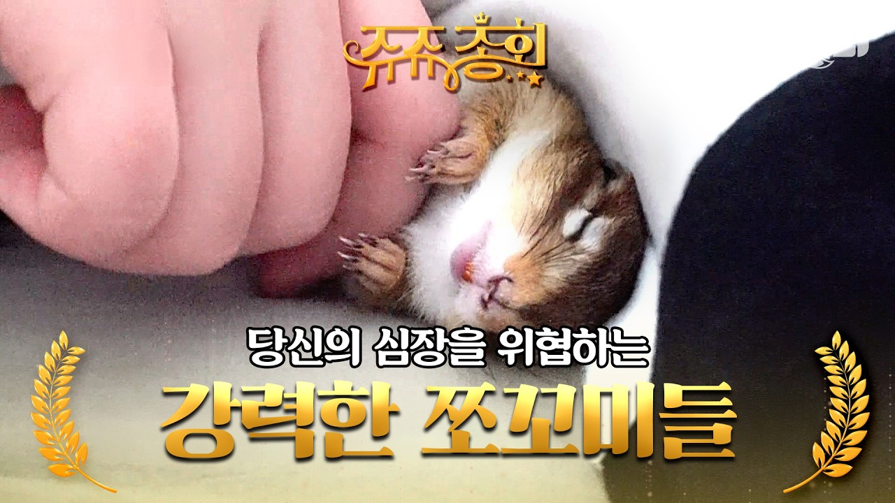 [#쥬쥬총회] 매번 산에서만 봤지요? 이렇게 집에서도 지낸다구욧🐿️ #TV동물농장 #AnimalFarm #애니멀봐