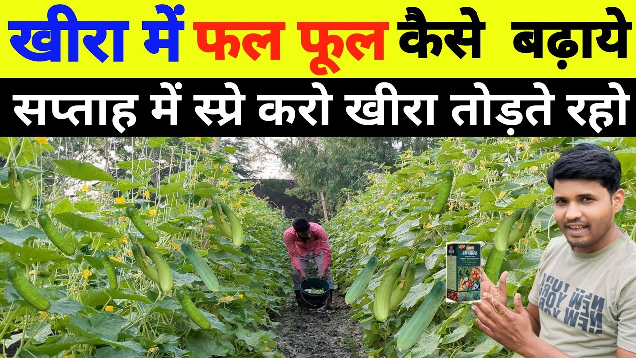 खीरा में फल फूल कैसे बढ़ाये।khira mein utpadan kaise badhayen।khira ki kheti।kheera ki kheti