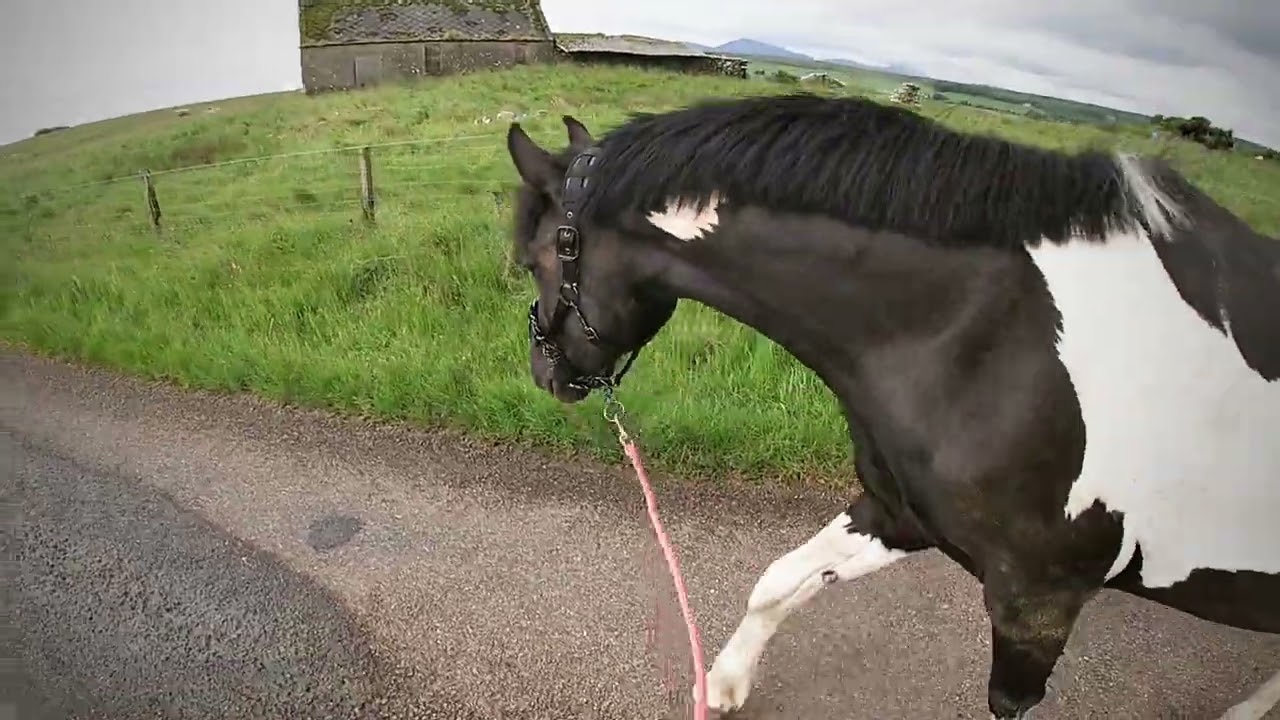 A WALK UP THE ROAD WITH SHANTI (15/6/25)