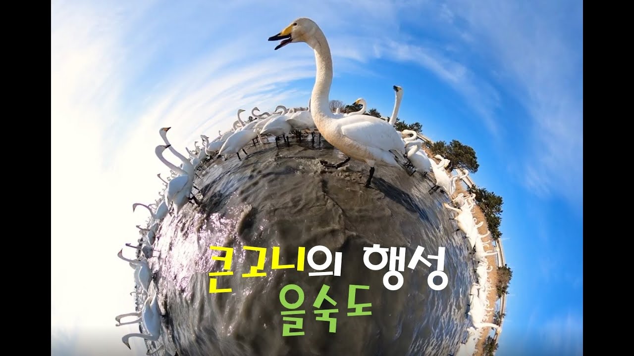 큰고니의 행성 을숙도(KBS 다큐)