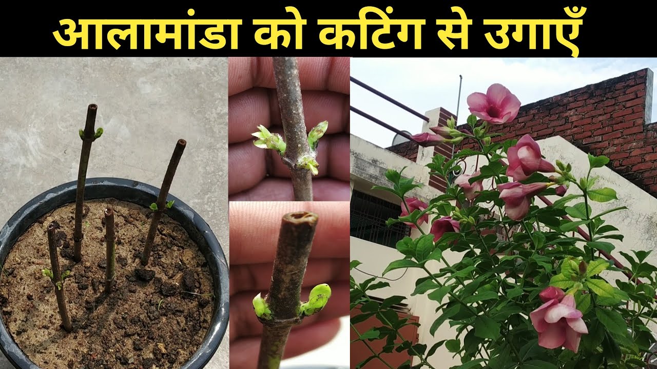 आलामांडा को कटिंग से उगाएँ/Allamanda grow from cuttings/How to grow Allamanda from cutting in summer