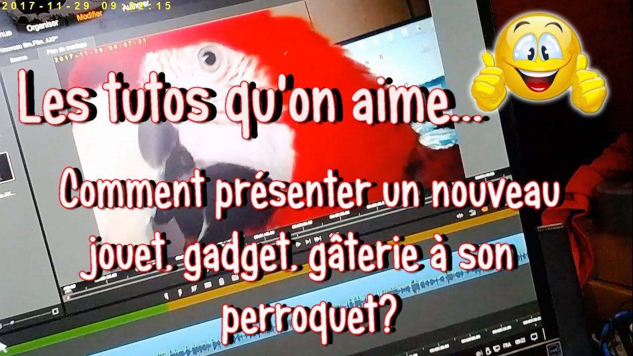 Comment pr&eacute;senter un nouveau jouet, g&acirc;terie, gadget au perroquet?