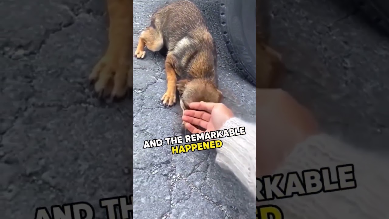 ⚠️ Crying dog reacts to touch 💛  #dog #shorts #dogrescue