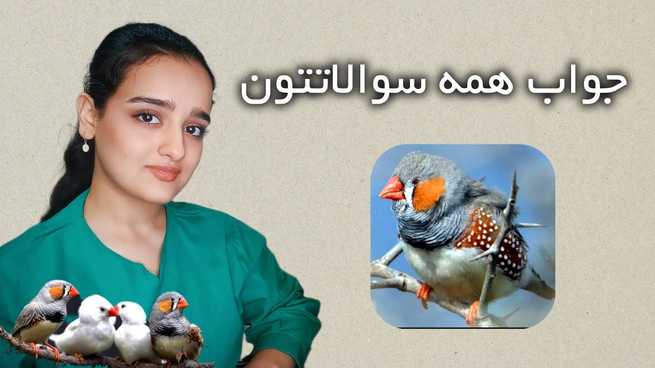 از دستش ندید (تمام سوالات درباره فنچ ها جواب داده شده)#فنچ #فنج
