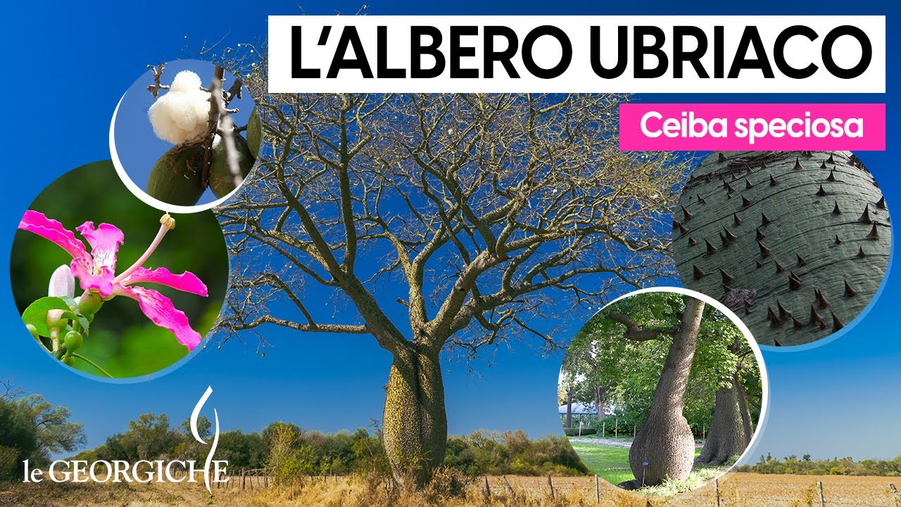 Ceiba speciosa, l'albero ubriaco 😏