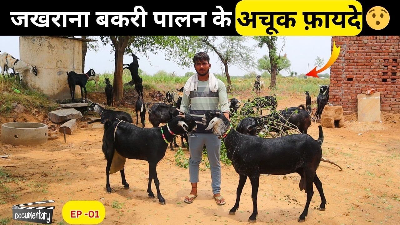 GOAT FARMING DOCUMENTARY - JAKHRANA BREED EP 01|जखराना बकरी पालन के अचूक फ़ायदे 😯|BAKRI PALAN