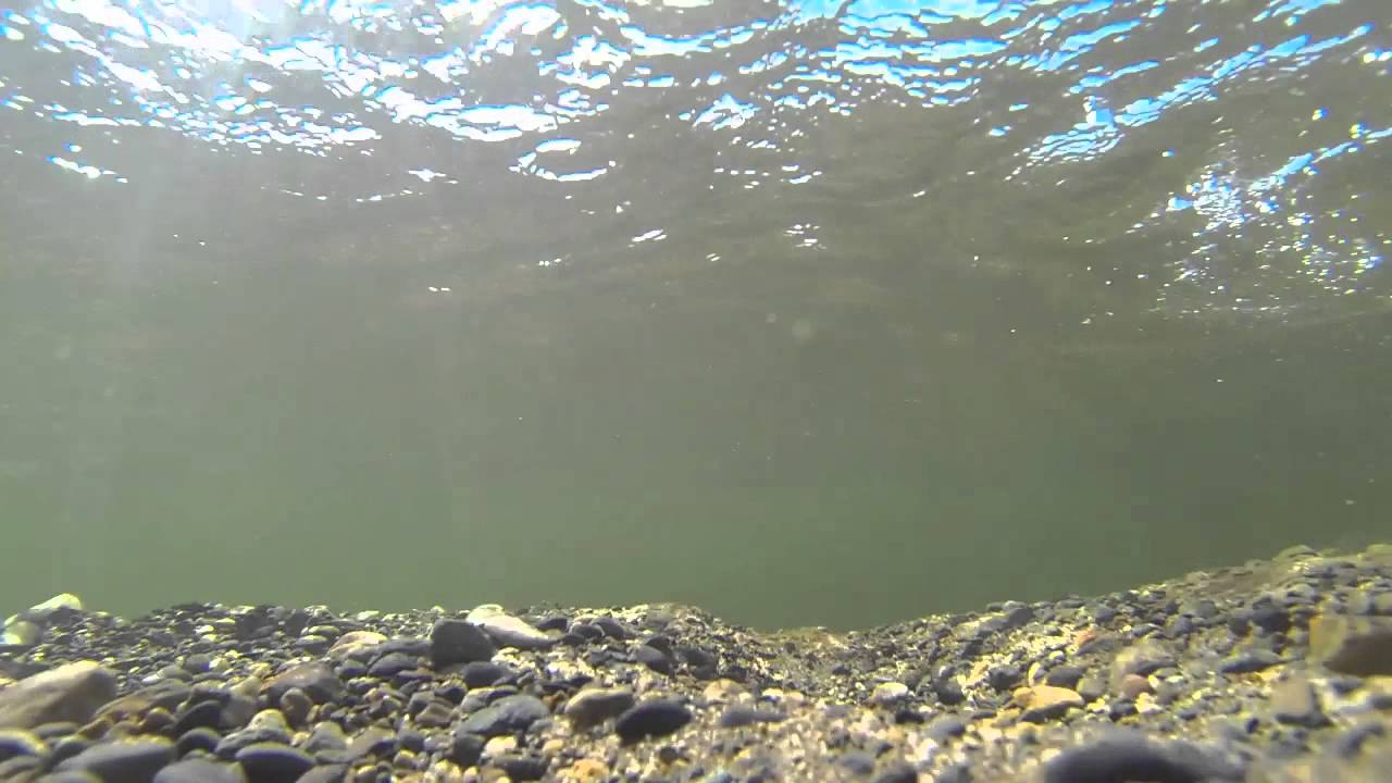 Catch n Release Pink Salmon