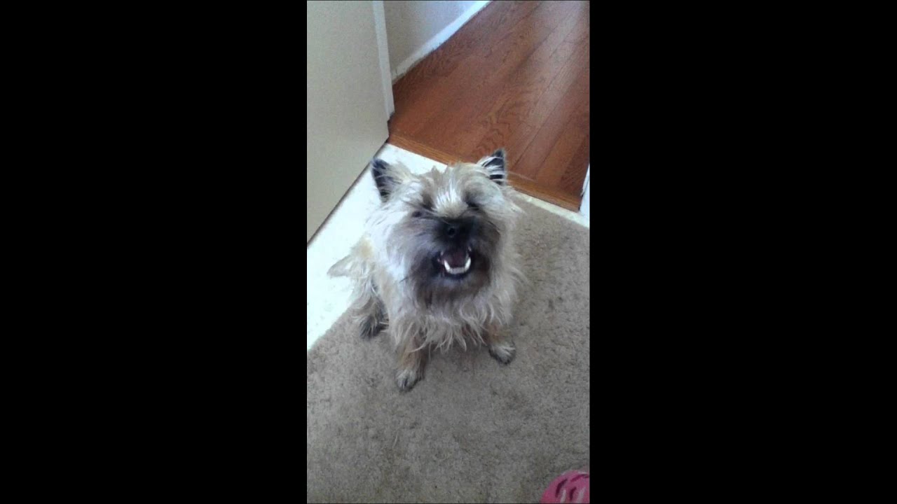 TALKING CAIRN TERRIER