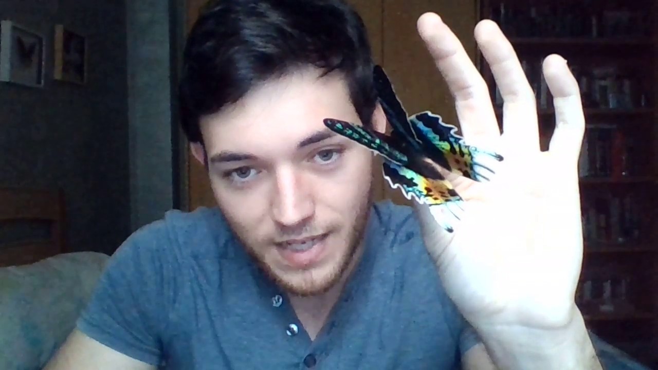 ¿Cómo disecar una mariposa? 1. Rehidratación