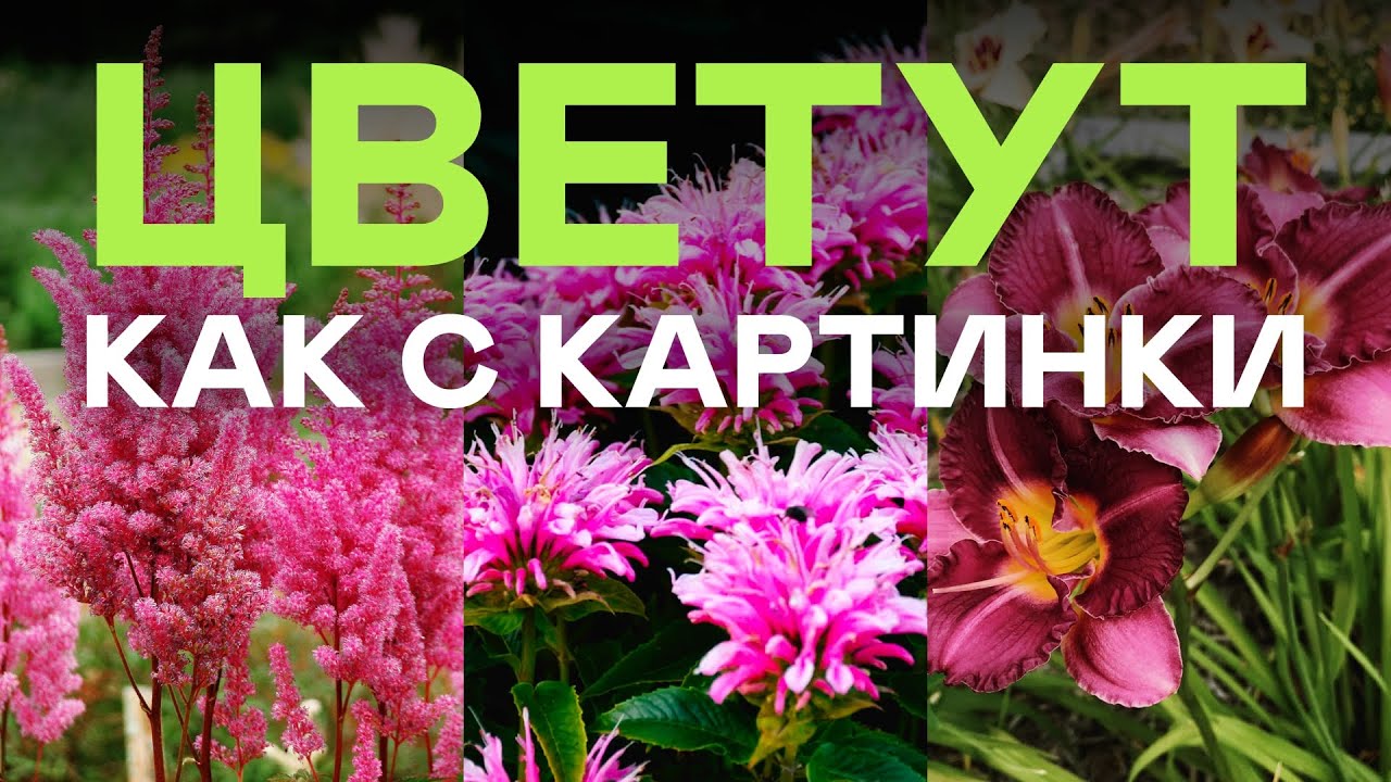 Самые Шикарные Многолетники: Очень Красиво Цветут и Растут Без Ухода!