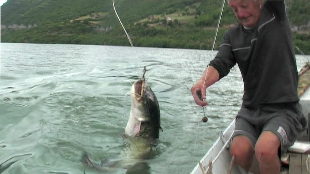 Pecanje soma na Dunavu - Bućka - Donji Milanovac | Fishing catfish