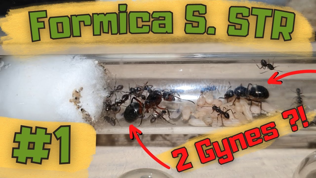 #1 Formica sensu stricto - Le sens strict.