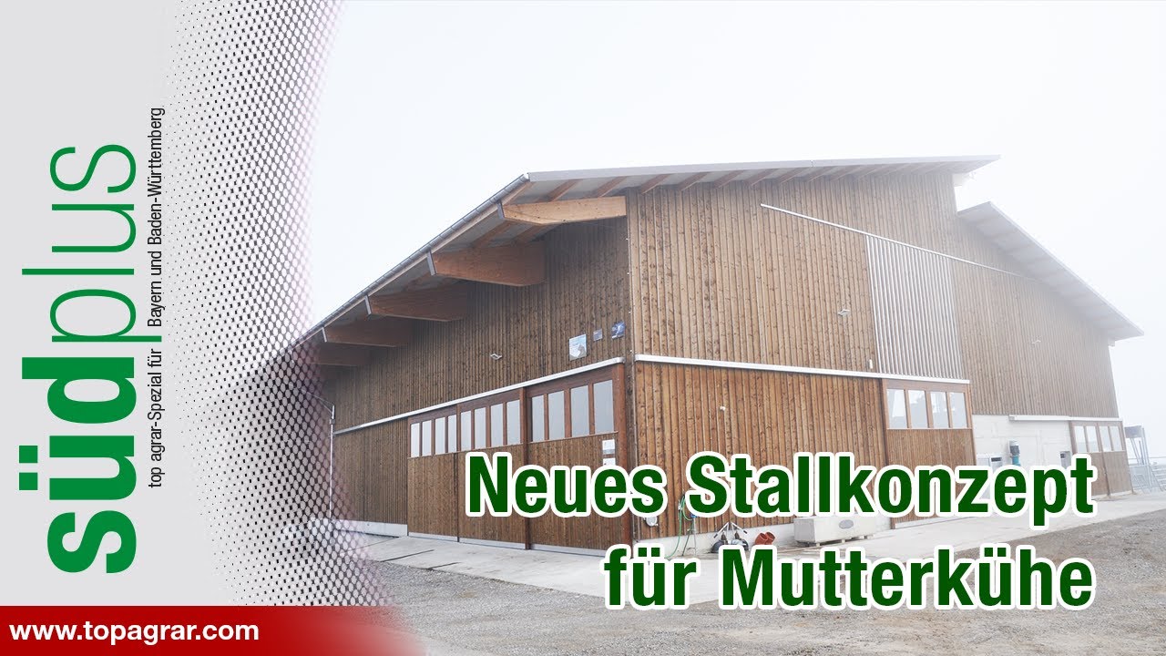 Mutterkühe: Neues Baukonzept aus der Schweiz