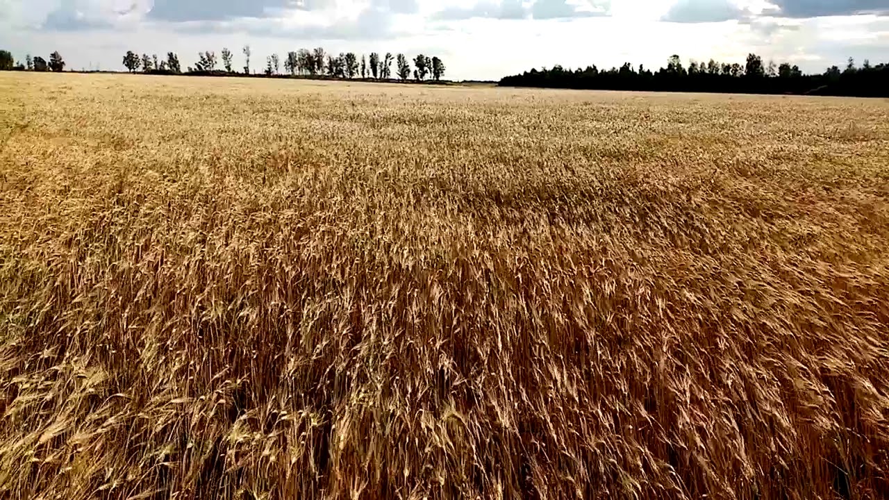 Твёрдая пшеница